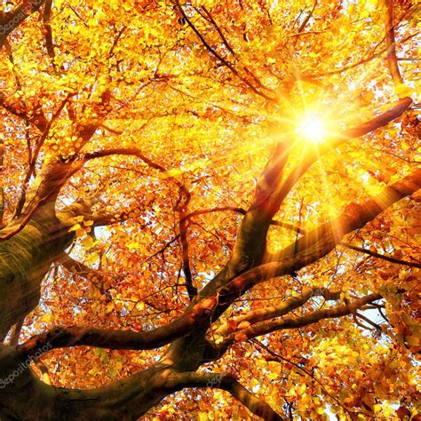The Autumn Sun Shining Through Gold Leaves — Stock Photo © Smileus