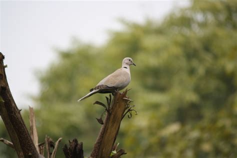 Birds In Delhi India Indian Birds