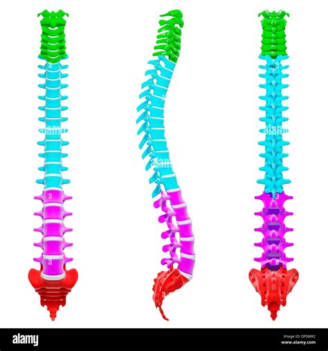 Human Backbone Artwork Stock Photo Alamy