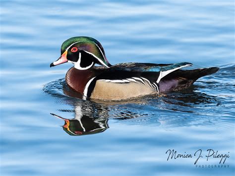 Maryland Biodiversity Project Wood Duck Aix Sponsa