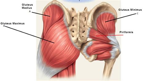 The hip joint is a ball and socket synovial type joint between the head of the femur and acetabulum of the pelvis. Trade In Your Buns of Steel for Fluffy Buttocks