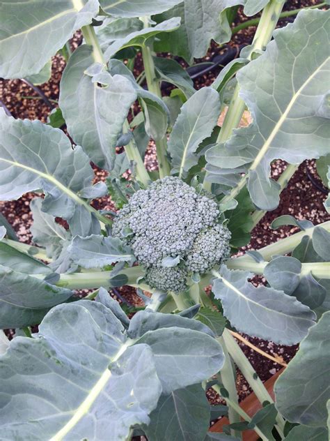 Broccoli Starting To Grow Greenhouse Gardening Plant Leaves Plants