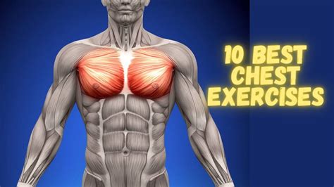 10 best chest exercises youtube