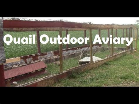 Ours is able to house 12 quail, and we currently have 9 in there. Quail Outdoor Aviary | Quail Coop Outdoor | Raise Quail ...