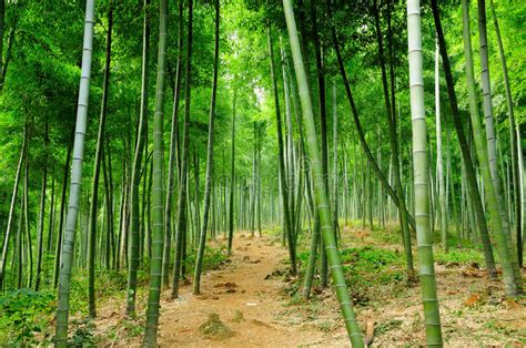 China Has Over 6m Hectares Of Bamboo Forests Daily News 24 Latest