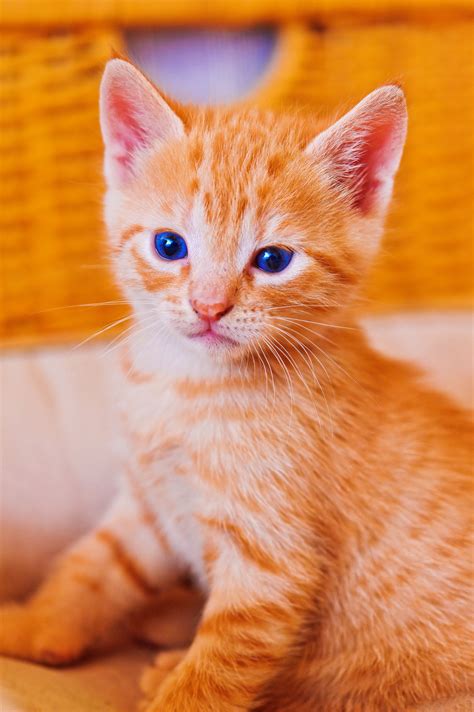 Orange Kitten Posing In Front Of Orange Basket Baby Kittens Cute Cats