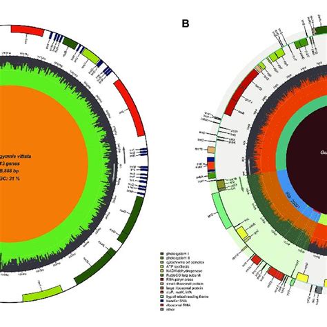 Mitochondrial Genome Map And Chloroplast Ir Mismatching Capabilities