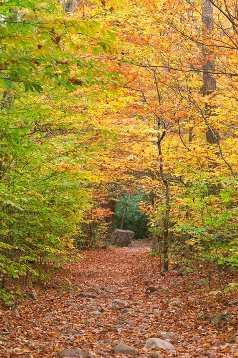 Rocky Autumn Forest Trail By Somadjinn On Deviantart