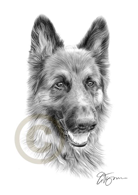 German Shepherd Drawing At Explore Collection Of