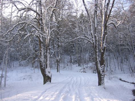 Free Images Tree Forest Outdoor Branch Cold Wood Road View