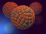 Herpes Simplex Virus Photograph by Hipersynteza - Fine Art America