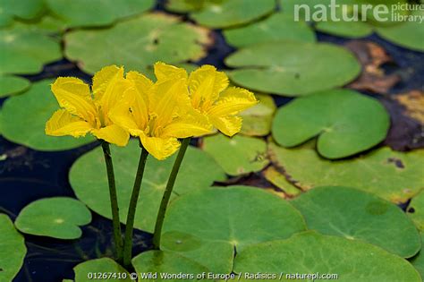 Stock Photo Of Fringed Water Lily Yellow Floating Heart Nymphoides