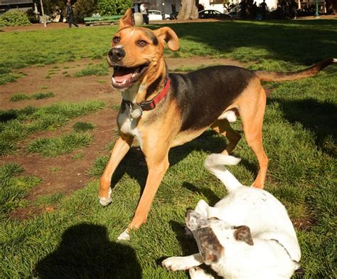 Dogs Playing In Park Eric Sonstroem Flickr