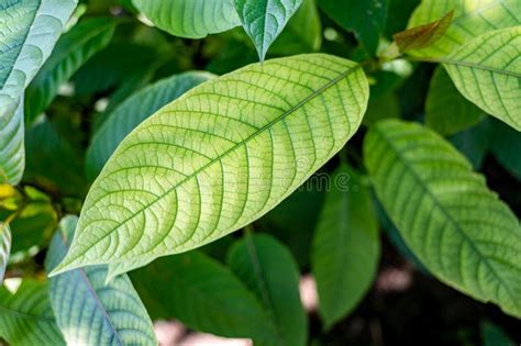 Green Leaf Hut Single Leaf Scientifically Named Mitragyna Speciosa