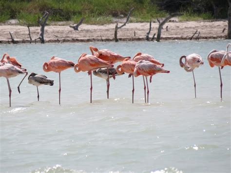 Isla Holbox Mexico Eiland Bij Yucatan Reizen Vakantie Tips