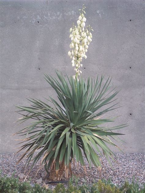 Unbeatable prices · larger plants & trees · online since 2002 Blooms On Yucca Plants - Why Won't My Yucca Plant Flower?