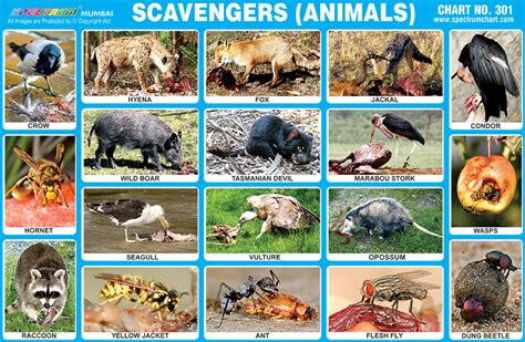 Carnivorous Animals Pictures With Names