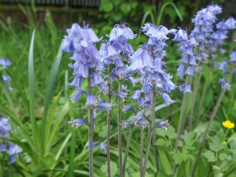 Growing Virginia Bluebells What Are Virginia Bluebell Flowers Shade