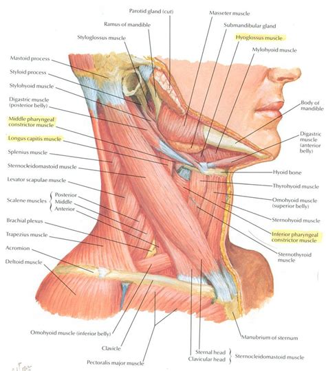 Muscles of the shoulder are a group of muscles surrounding the shoulder joint, which move and provide support to the said joint. Human Neck Anatomy | Neck muscle anatomy, Muscle anatomy ...