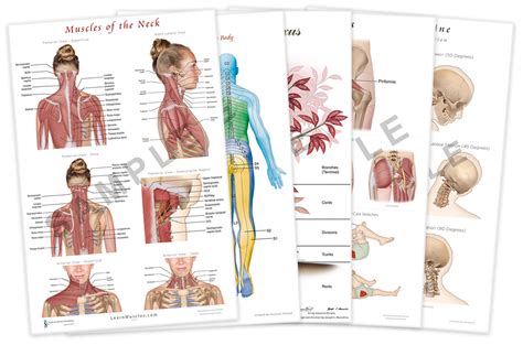 A wide variety of body muscle anatomy options are available to you, such as medical science. Anatomy Posters - Learn Muscles