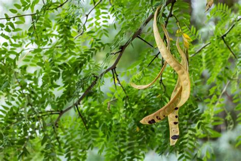 Acacia Tree Acacia Seed Pod On Tree In Autumn Stock Image Image Of Tree Color 258328015