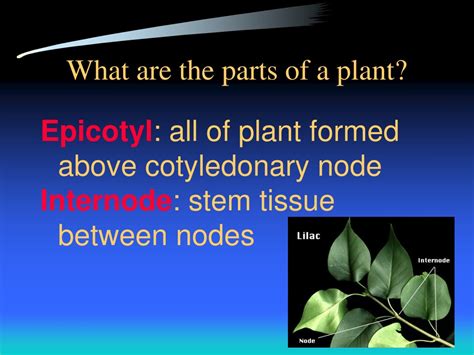 Ppt Plant Parts Powerpoint Presentation Free Download Id9241035