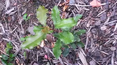Identification Identify Plant With A Spiky Leaf Gardening