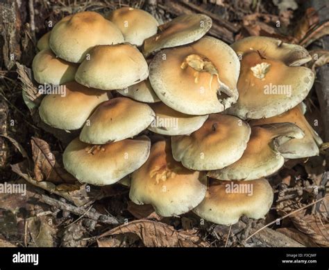 Claster Of Non Edible Fungi Growing In The Forest Stock Photo Alamy