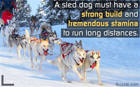 Remarkably Astonishing Facts About Sled Dogs Pet Ponder