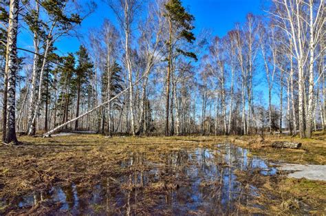 Early Spring Landscape In Forest With Melting Snow And Water Stock