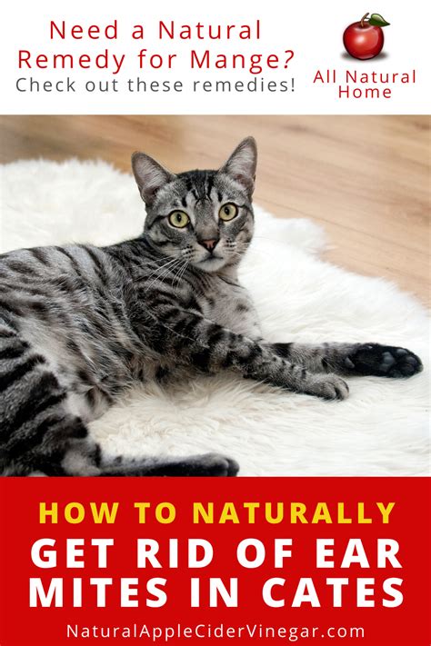 How To Get Rid Of Ear Mites In Cats Natural Home Remedy In 2020 Cat