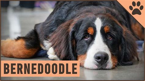 Bernedoodle Mix Of Poodle And Bernese Mountain Dog Youtube