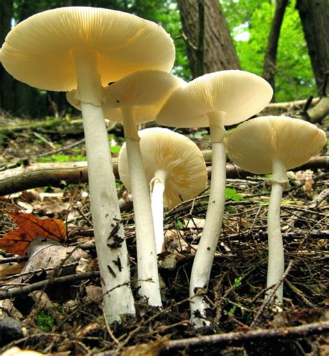 The Destroying Angel Cornell Mushroom Blog