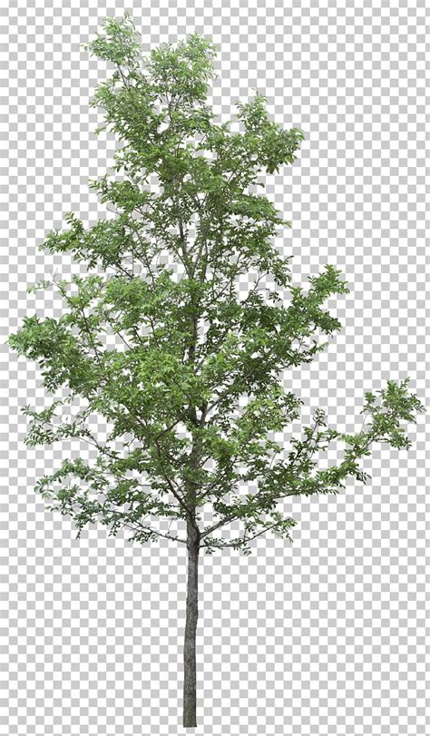 Tree Png Tree Tree Photoshop Tree Psd Tree Collage