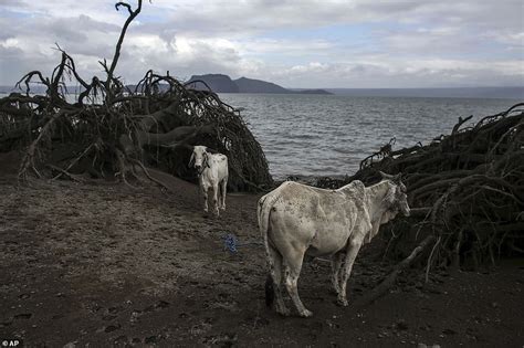 Stark Images Show Horses Killed By Taal Volcano Daily Mail Online