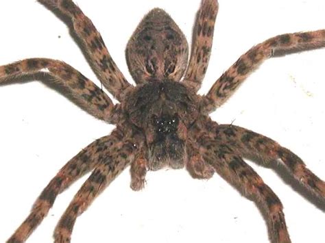Top 10 Wolf Spider Facts That Will Surely Freak You Out Scatter Web