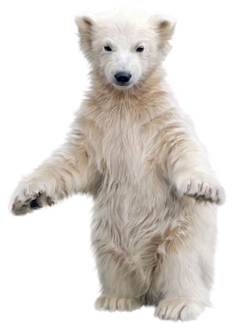 Polar White Bear Png Transparent Image Download Size 650x889px