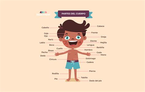 Las partes del cuerpo humano explicadas para los niños Etapa Infantil