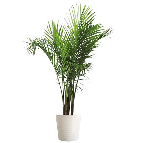 50 Best Artificial Plants Most Realistic Fit For Indoor Outdoor