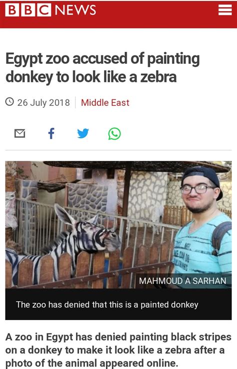 Egypt Zoo Accused Of Painting Donkey To Look Like A Zebra Rfunny