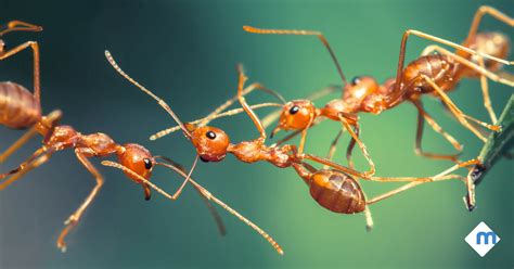 5 Different Types Of Ants Moxie Pest Control