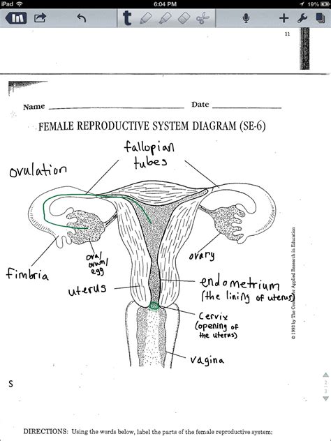 printable female reproductive system diagram printable word searches