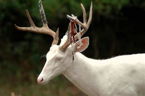 Pin By Skylar Zipp On Christmas Albino Deer Rare Albino Animals