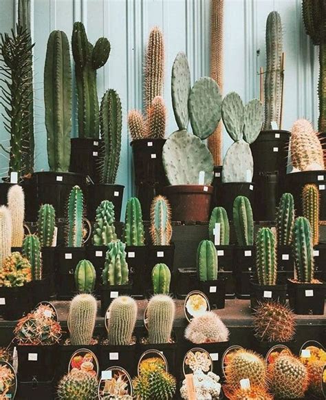 Top Creative Diy Cactus Planters Ideas You Should Copy Right Now No 07