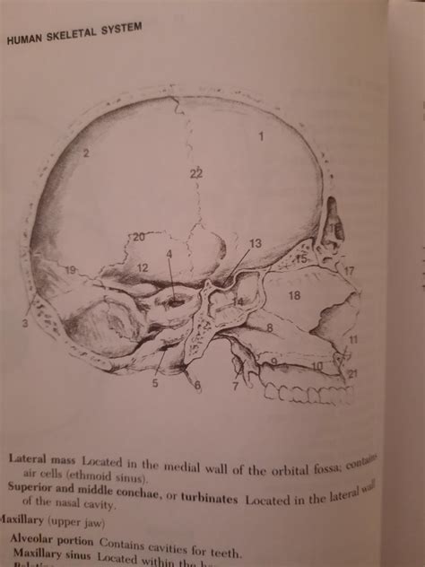 Bones Skull Sagittal Section Diagram Quizlet