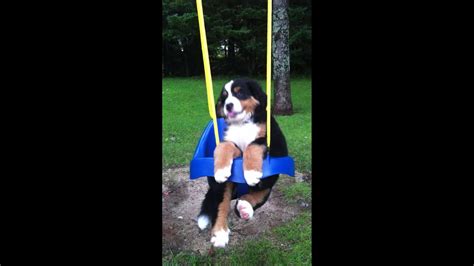 Bernese Mountain Dog Puppy In Swing Youtube