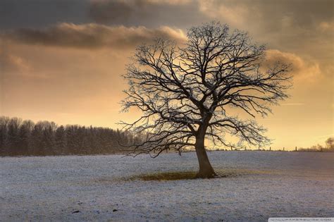 Solitary Tree Winter Ultra Hd Desktop Background Wallpaper For 4k Uhd