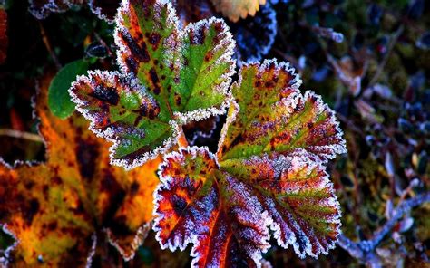 Hd Nature Winter Snow Red Leaves Frost Grass Autumn