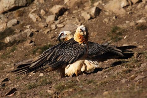 The Bearded Vulture Gypaetus Barbatus Also Known As The Lammergeier Or Ossifrage Old Bird