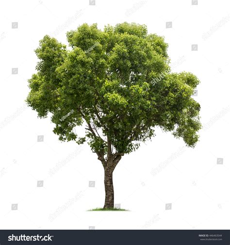 Isolated Tree On White Background Stock Photo 446463544 Shutterstock